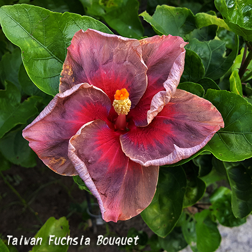 Taiwan Fuchsia Bouquet